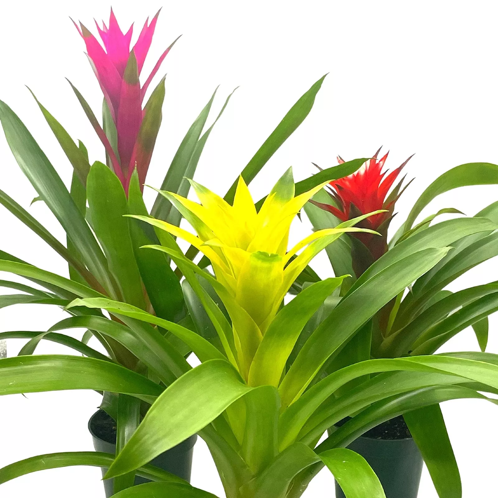 Colorful Bromeliad Assortment 4 in Set of 3 Guzmania Variety - $80.71