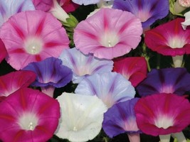 ArfanJaya 30 Morning Glory Flower Seeds Mixed Colors Climbing Beautiful ... - £6.79 GBP