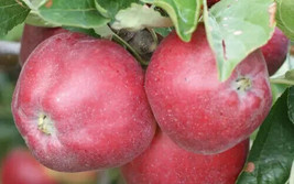 25 Gladstone Apple Seeds Non-GMO, Heirloom, Fast Shipping - £7.20 GBP