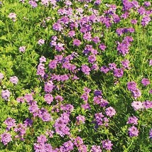 Garden Store 890 Verbena Purple Moss Seeds Ground Cover Perennial Dwarf Non Gmo - £6.42 GBP