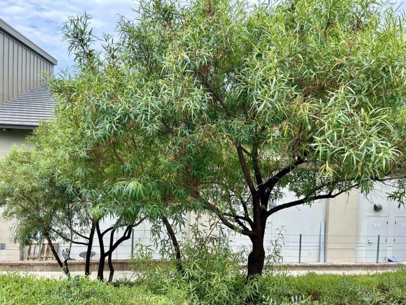 VP Karee Tree, African Sumac, Willow Rhus, Searsia Lancea - 30 Seeds 2024 - Usa - Plants & Seedlings