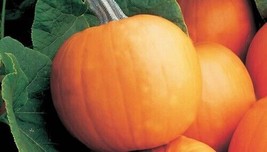 Orange Smoothie Pumpkin 10 Seeds Fresh Garden USA SELLER - £13.44 GBP