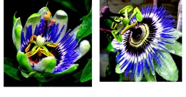 Blue Passion Flower 10 Seeds Climber Vine Fruit Plant Hummingbirds &amp; Butterflies - £15.92 GBP