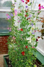 THJAR Sweet Pea Winter Sunshine. Winter Flowering type….outside or green... - $6.99
