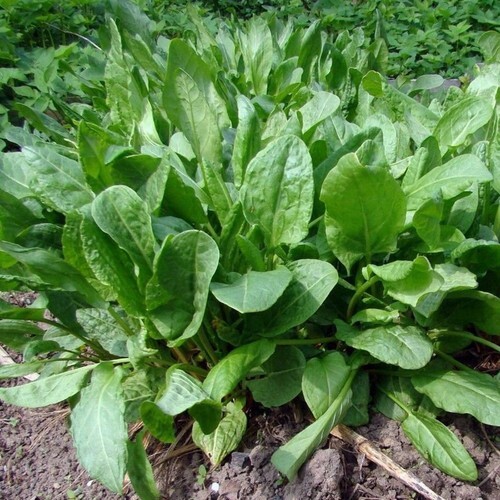 Sorrel Seeds 300+ Broadleaf  - $4.75