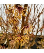 Hamamelis Schifanoia Witch Hazel Live Plant 18 Inch Tall Ships Bare Root Fresh G - $1,572.48 MXN