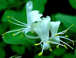 50 European Fly Honeysuckle Vine Seeds Native Perennial White Honeysuckle Bush - £5.59 GBP
