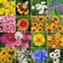 500+ Seeds! BIRD &amp; BUTTERFLY Flower Garden Seed Mix Heirloom Pollinators Non-GMO - £9.45 GBP