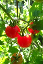 Everglades Currant Tomato - a little drop of sunshine! - $5.50