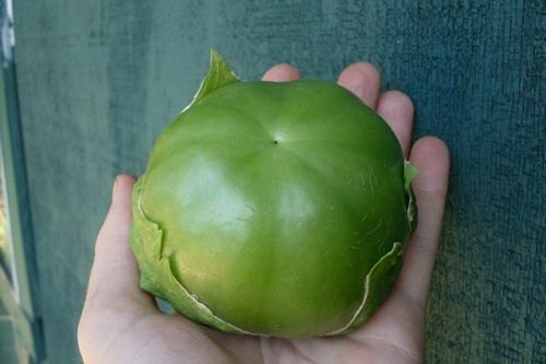 20 Giant Tomatillo Seeds-1090