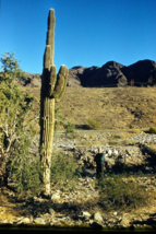 1958 Man by Giant Saguaro Cactus Cacti 35mm Slide Red Star Border Kodachrome - $5.50