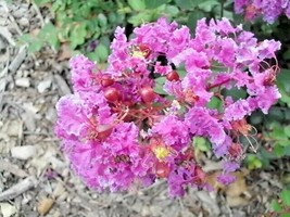 New Fresh Seeds 25 Velmas Royal Delight Crepe Myrtle Seeds Lagerstroemia... - $10.80