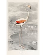 13206.Decor Poster.Home wall.Room vintage art design.Flamingo bird illus... - $23.47 CAD+
