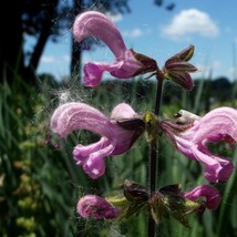 New Fresh Salvia Pratensis Rose Rhapsody Seed - £8.60 GBP