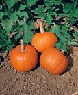 Small Sugar Pumpkin,  Heirloom~non-GMO~USA-grown 20 Seeds. - £9.49 GBP