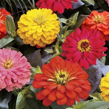 Item image 1 image 1