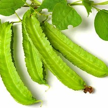 Winged Or Dragon Asian Bean Fresh Seeds USA - $16.42