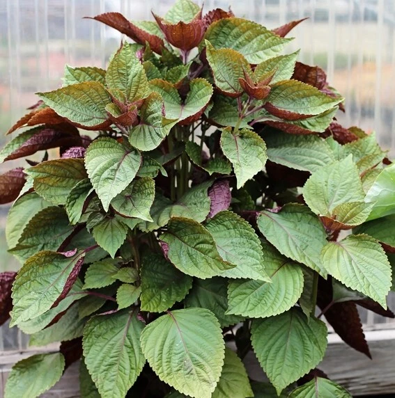 Fragrant 100 Purple Shiso Seeds Purple perilla Zisu Tia To Tim Beefsteak... - $3.41