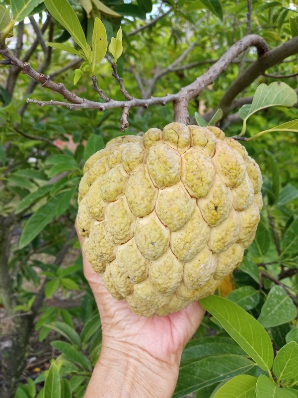 KKG 15 Seeds Organic Sugar Apple Annona Squamosa Tropical Fruit