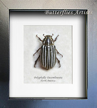 Ten Lined June Bug Polyphylla Decemlineata Real Beetle Entomology Shadowbox - £38.30 GBP