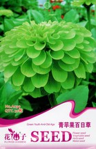 green apple Zinnia Original Pack 50 attract butterflies light up your A039 - £6.51 GBP