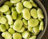 Aquadulce Fava Bean Seeds Broad Windsor Faba Beans Lima Vegetable Seed  - £8.02 GBP