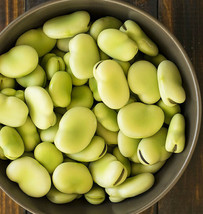 Aquadulce Fava Bean Seeds Broad Windsor Faba Beans Lima Vegetable Seed  - £8.12 GBP