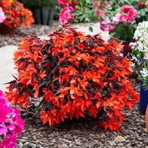 New Seeds 2R9D1 Begonia Seeds Boliviensis Bossa Nova Night Fever Papaya ... - £48.94 GBP