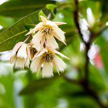 Rudraksha Tree 5 Seeds Elaeocarpus Ganitrus Spiritual Growth USA Garden - £7.96 GBP