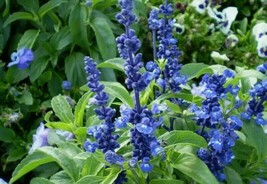 10 Sage Blue Flower Salvia Farinacea SeedsFrom US  - £6.46 GBP