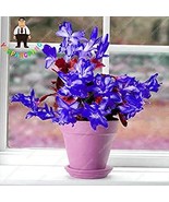 Zygocactus Truncatus Plants Schlumbergera Plants Orchid Flower Choose 200 Seeds  - $9.82