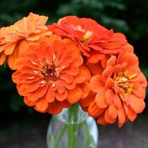 Zinnia    Orange King, 100   Per Packet,  From US - £6.14 GBP