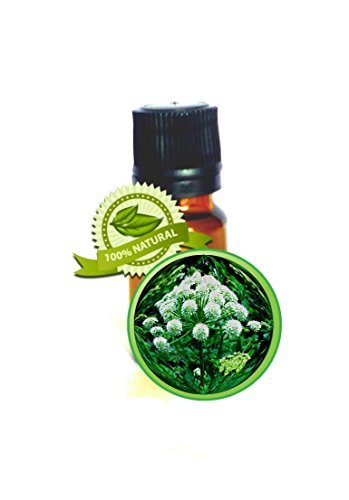 Angelica Root Essential Oil - 100% Pure Angelica Archangelic - 15ml (1/2oz) - Un