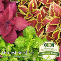 Fresh Coleus Flower Plant Seeds Rainbow Mix Annual Perennial Garden Seeds Arto - £7.08 GBP