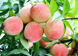 LS 4 Peach Tree Seeds Sweet Peaches Peach Heirloom Organic Friut Seed S023 - £4.31 GBP