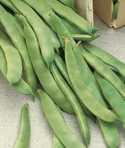 Haricots, haricots blancs gras sans OGM, héritage, biologique, Amish - £26.67 GBP