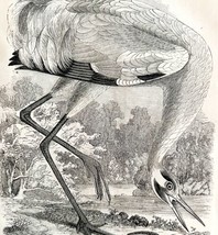 Whooping Crane Victorian 1856 Bird Art Plate Print Antique Nature DWT15 - £31.35 GBP