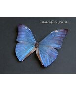 Shimmering Blue Morpho Aurora Real Butterfly Framed Entomology Shadowbox... - $94.00