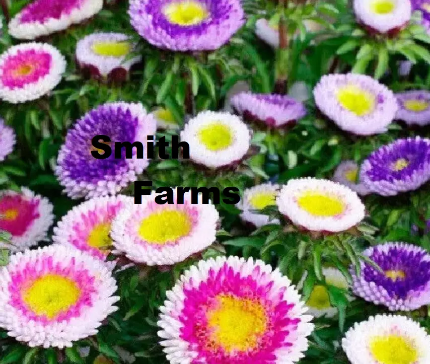 25+ SEEDS Pink Purple Aster Flowers New Crop Garden Planting - £5.80 GBP