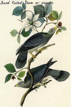 Band Tailed Dove or pigeon by John James Audubon - Art Print - £17.30 GBP+