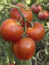 Fresh Garden Arkansas Traveler | Heirloom Tomato Seeds | Organic | Heat Tolerant - £7.02 GBP