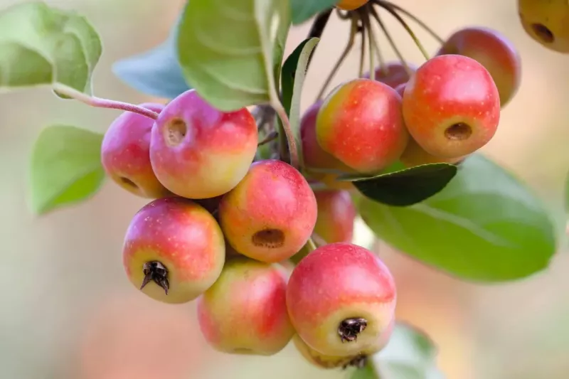 25 Gorgeous Crabapple Seeds for Garden Planting - $5.48