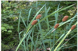 Brown Cattails 500 Seeds Great 4 Water Ponds-Containers/ Land Fresh Garden USA S - $10.97