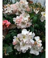 Sally Holmes Rose Bush Bare Rooted - $24.75