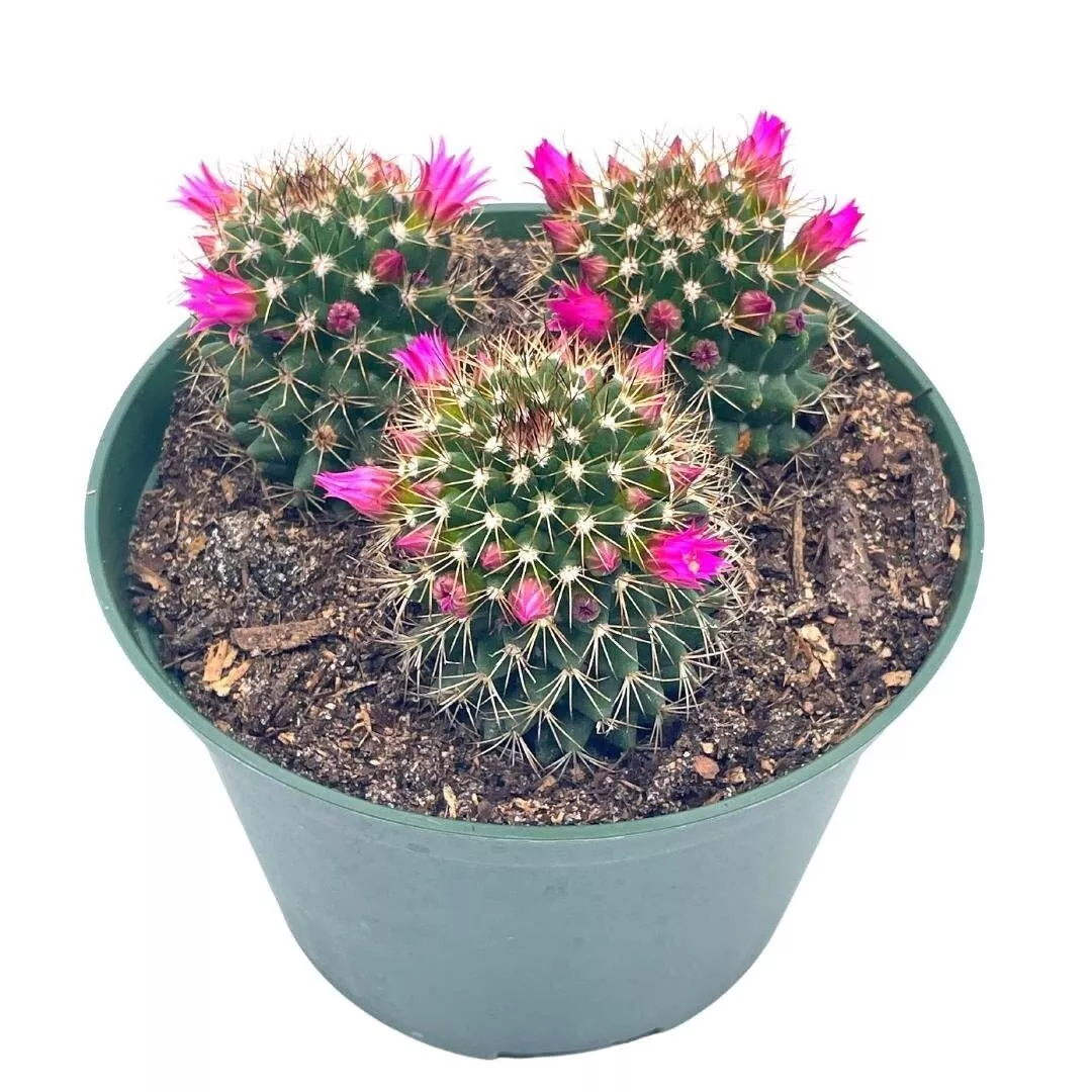 Old Lady Cactus 6 in Mammillaria hahniana Crown of Flowers - £40.61 GBP