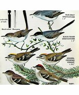 Gnatcatchers Kinglets Warbler Varieties 1966 Color Bird Art Print Nature... - $368.02 MXN
