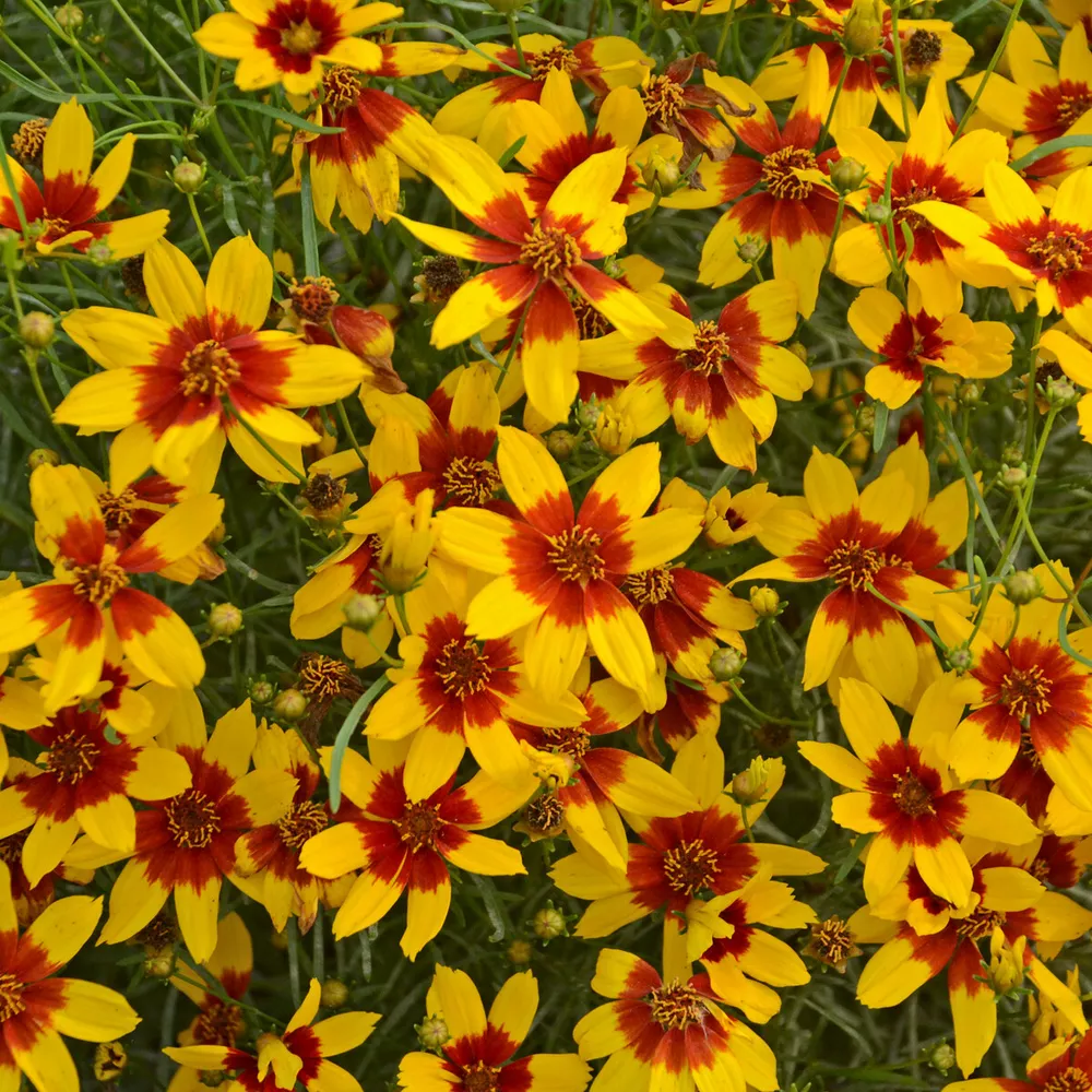 Sun Coreopsis Curry Up Sizzle &amp; Spice Tickseed 2.5 Inch Pot  - £22.13 GBP