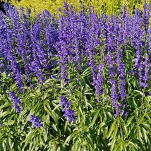 Sirius Blue Sage Seeds 40 Seeds Gardening USA SELLER - £13.57 GBP