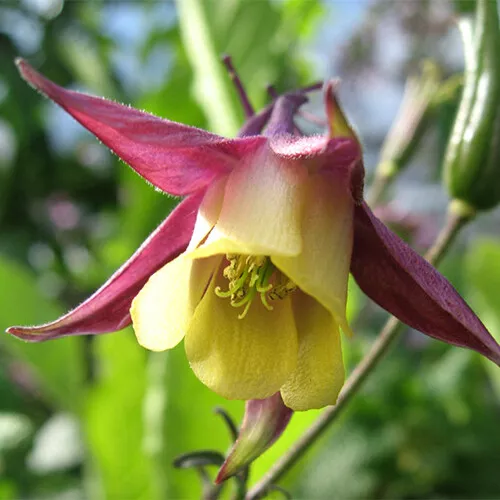 CLK 50 Oriental Columbine Seeds Non GMO 1215 Herb Seeds - $8.75