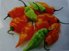 10 Habanada Heatless Pepper Seed Sweet New Fresh Seeds USA - £15.53 GBP